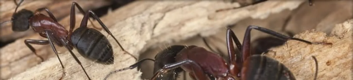 Close-up of ants on wood showing an active ant infestation in Orange, CA