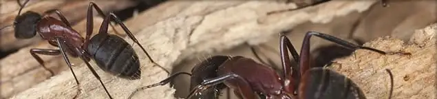 Close-up of ants on wood showing an active ant infestation in Orange, CA