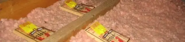 Mouse traps placed in an attic for rodent control in Orange, CA