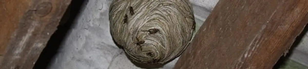 Wasp nest in an attic space, a common home infestation risk in Orange, CA