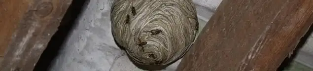 Wasp nest in an attic space, a common home infestation risk in Orange, CA