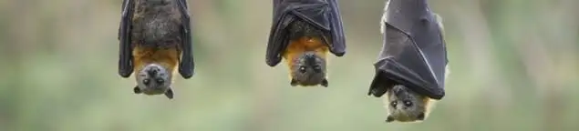 Bats roosting together, a common sign of a bat infestation in Orange, CA