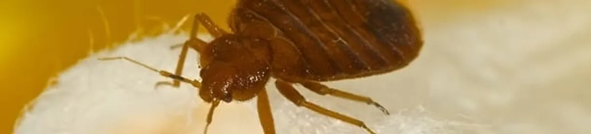 Close-up of a bed bug, a sign of an active infestation in Orange, CA