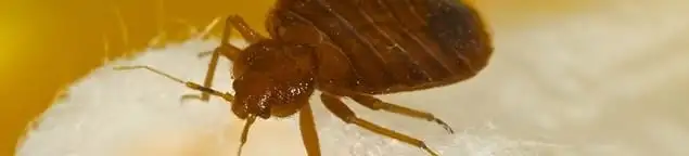 Close-up of a bed bug, a sign of an active infestation in Orange, CA