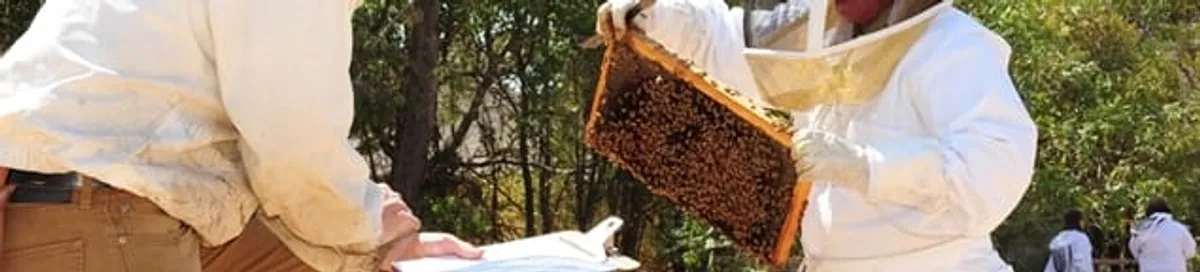 Bee removal specialists relocating a hive and honeycomb safely in Orange, CA
