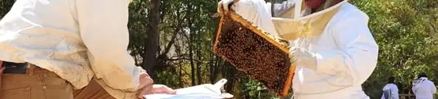Bee removal specialists relocating a hive and honeycomb safely in Orange, CA