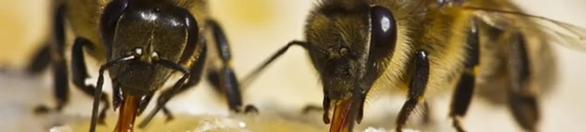 Close-up of honey bees, a sign of a nearby hive in Orange, CA