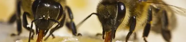 Close-up of honey bees, a sign of a nearby hive in Orange, CA