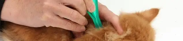 Flea treatment for pets using a flea comb, a sign of flea problems in Orange, CA