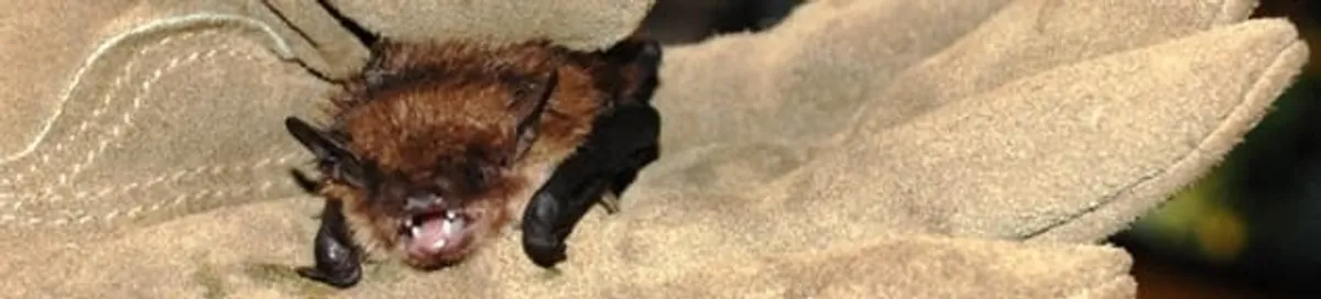 Bat removal specialist holding a bat safely during humane exclusion in Orange, CA