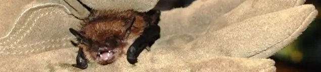 Bat removal specialist holding a bat safely during humane exclusion in Orange, CA