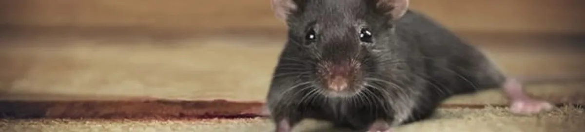 Mouse indoors, a common sign of a rodent infestation in Orange, CA