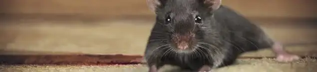 Mouse indoors, a common sign of a rodent infestation in Orange, CA
