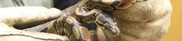 Snake removal specialist safely handling a snake with protective gloves in Orange, CA
