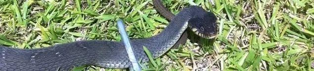 Snake in a yard, a common sign of a snake problem near a home in Orange, CA