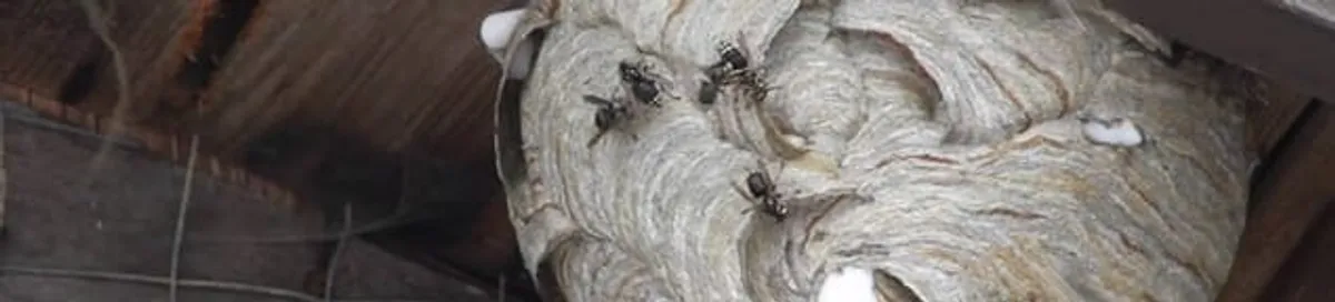 Close-up of a wasp nest with active wasps, a sign of an infestation in Orange, CA