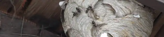 Close-up of a wasp nest with active wasps, a sign of an infestation in Orange, CA